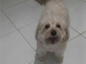 Cachorro raça Poodle idade 6 ou mais anos nome Kid