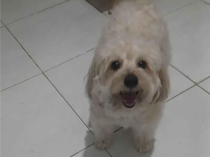 Cachorro ra a Poodle idade 6 ou mais anos nome Kid