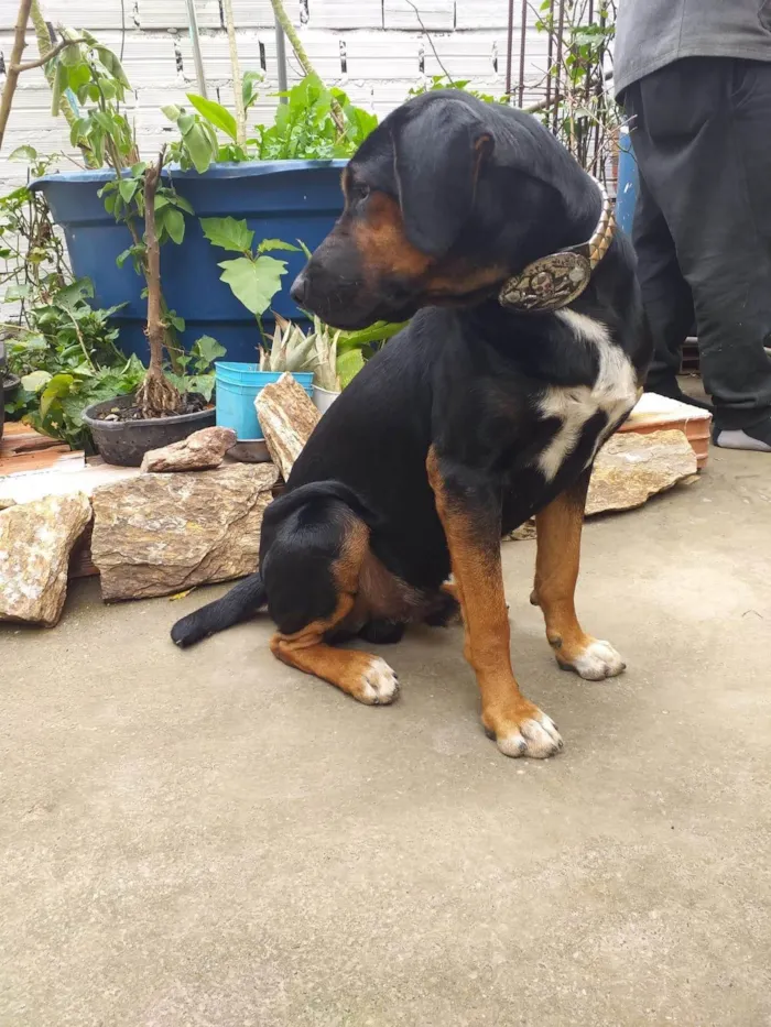 Cachorro ra a SRD-ViraLata idade 6 ou mais anos nome Pix