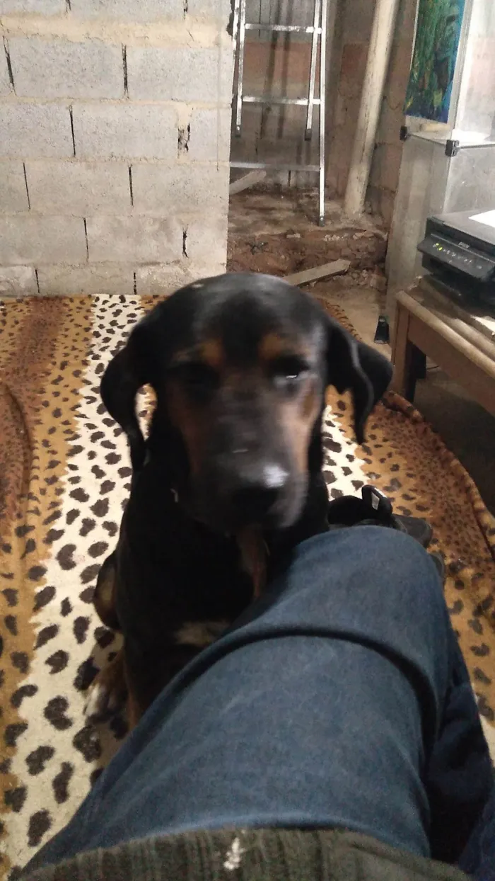 Cachorro ra a SRD-ViraLata idade 6 ou mais anos nome Pix