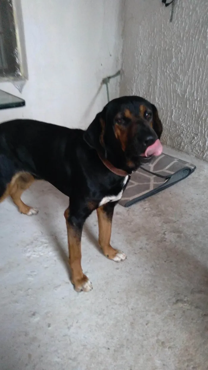 Cachorro ra a SRD-ViraLata idade 6 ou mais anos nome Pix