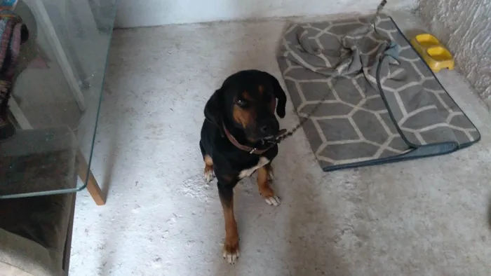 Cachorro ra a SRD-ViraLata idade 6 ou mais anos nome Pix