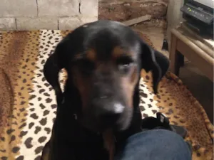 Cachorro raça SRD-ViraLata idade 6 ou mais anos nome Pix