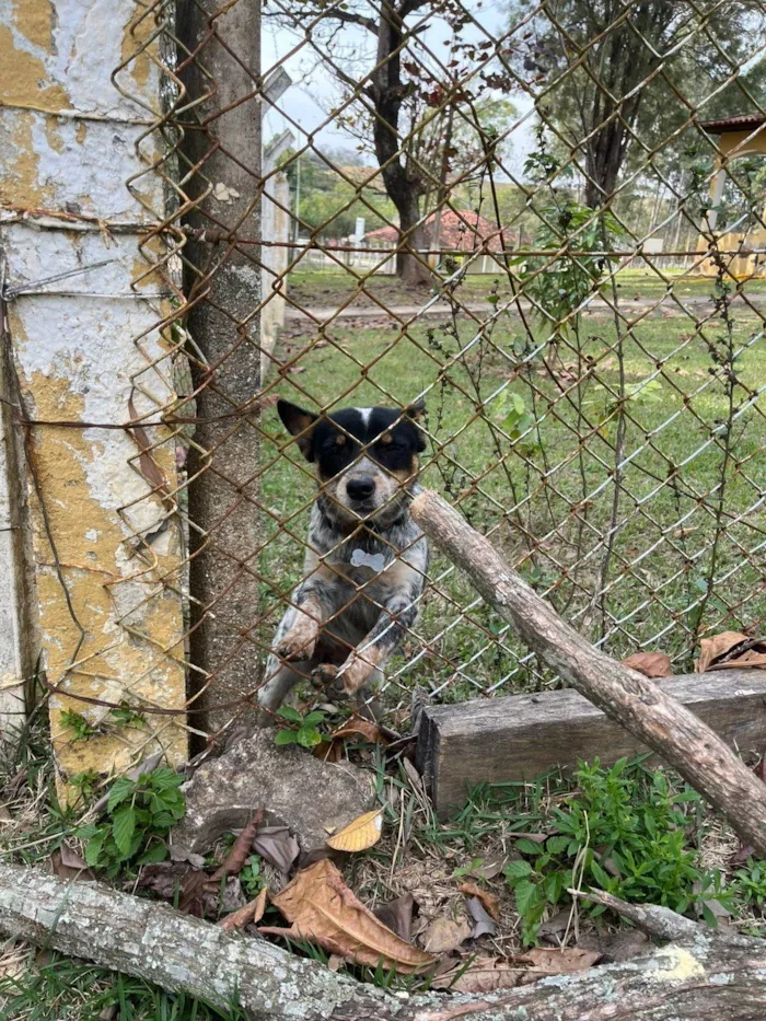 Cachorro ra a SRD-ViraLata idade 7 a 11 meses nome Gasolina