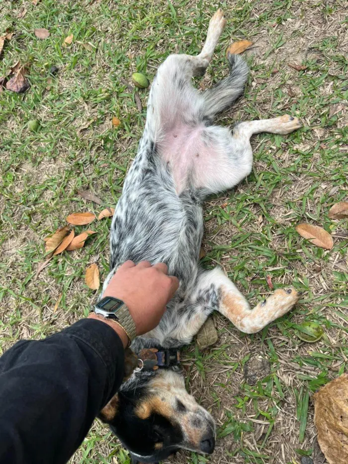 Cachorro ra a SRD-ViraLata idade 7 a 11 meses nome Gasolina