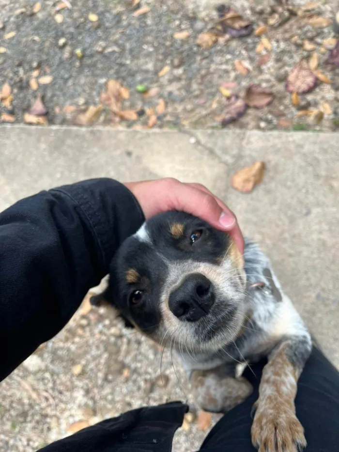Cachorro ra a SRD-ViraLata idade 7 a 11 meses nome Gasolina