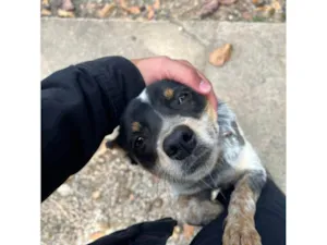 Cachorro raça SRD-ViraLata idade 7 a 11 meses nome Gasolina