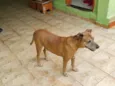 Garimpo 