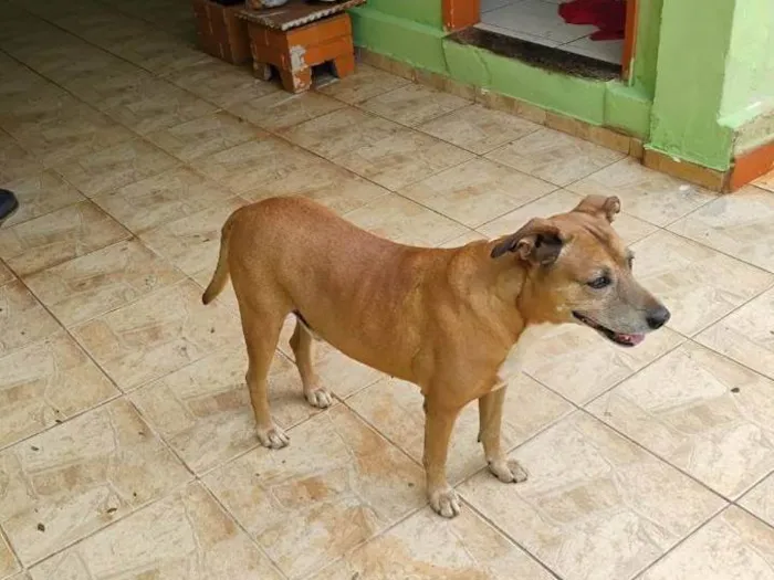 Cachorro ra a SRD-ViraLata idade 2 anos nome Garimpo 