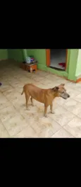 Garimpo 