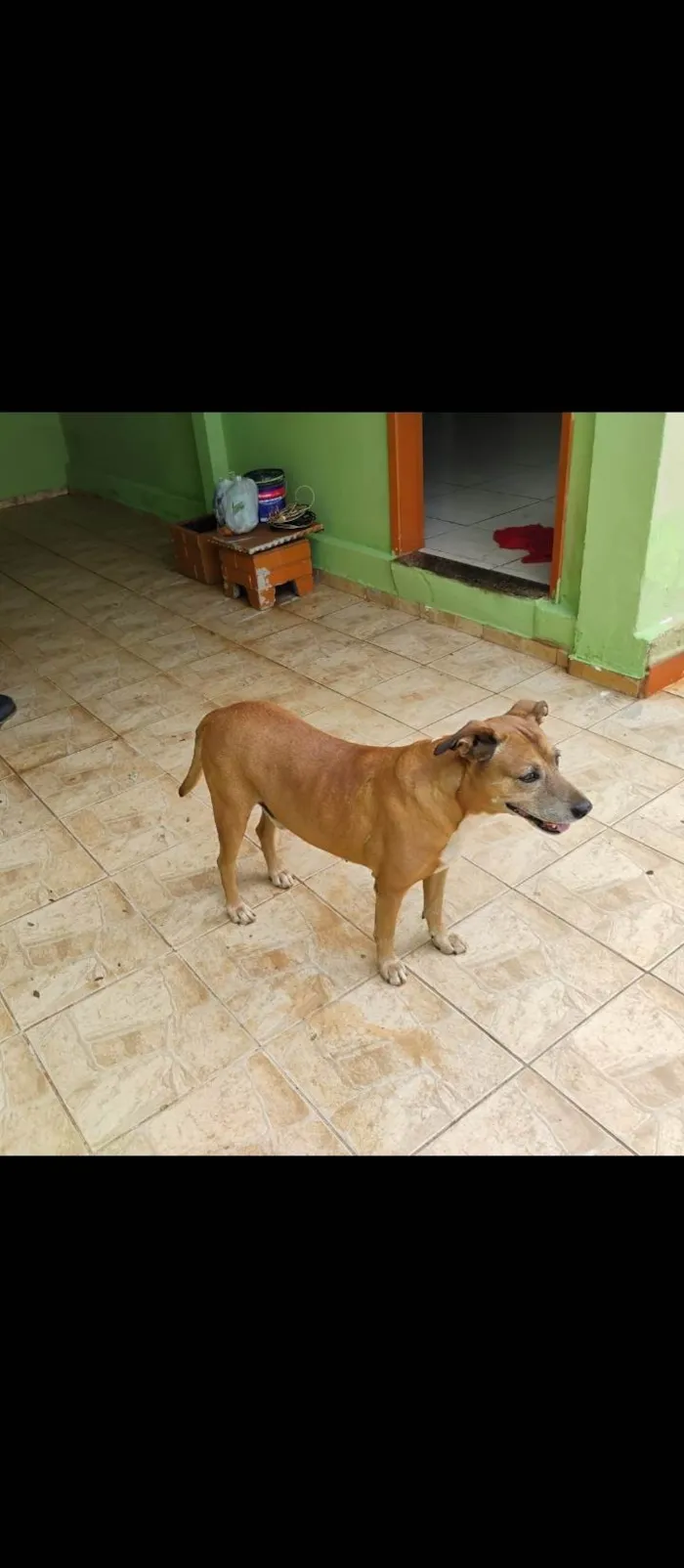 Cachorro ra a SRD-ViraLata idade 2 anos nome Garimpo 
