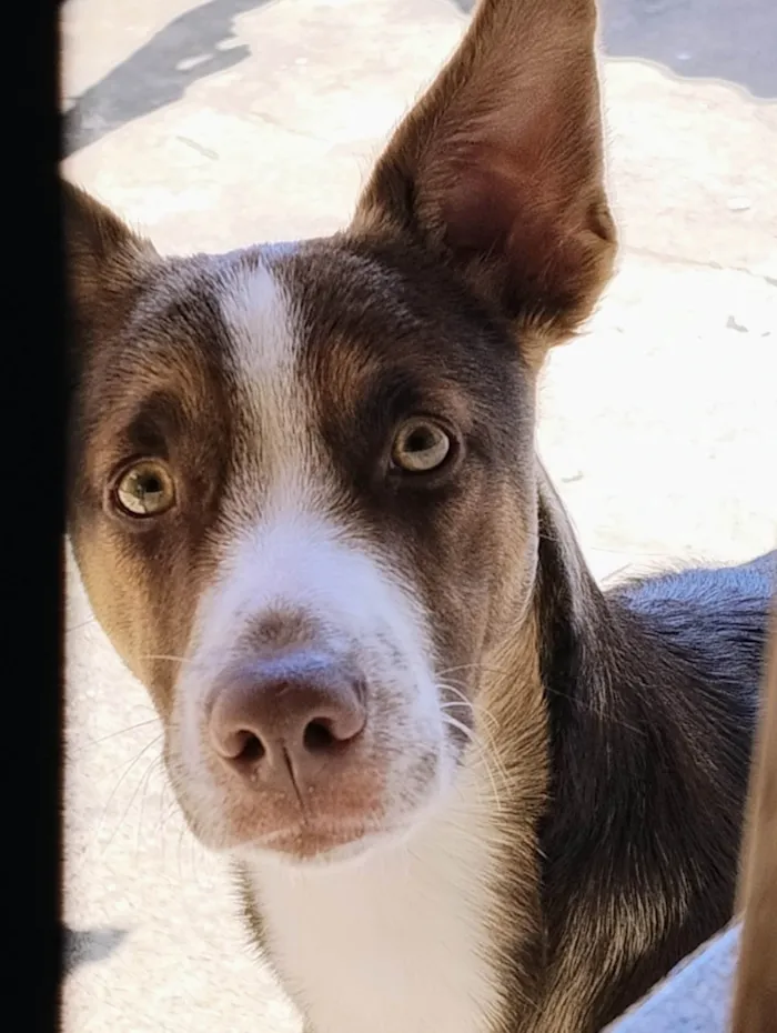Cachorro ra a SRD-ViraLata idade 2 a 6 meses nome Zuri