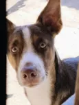 Zuri