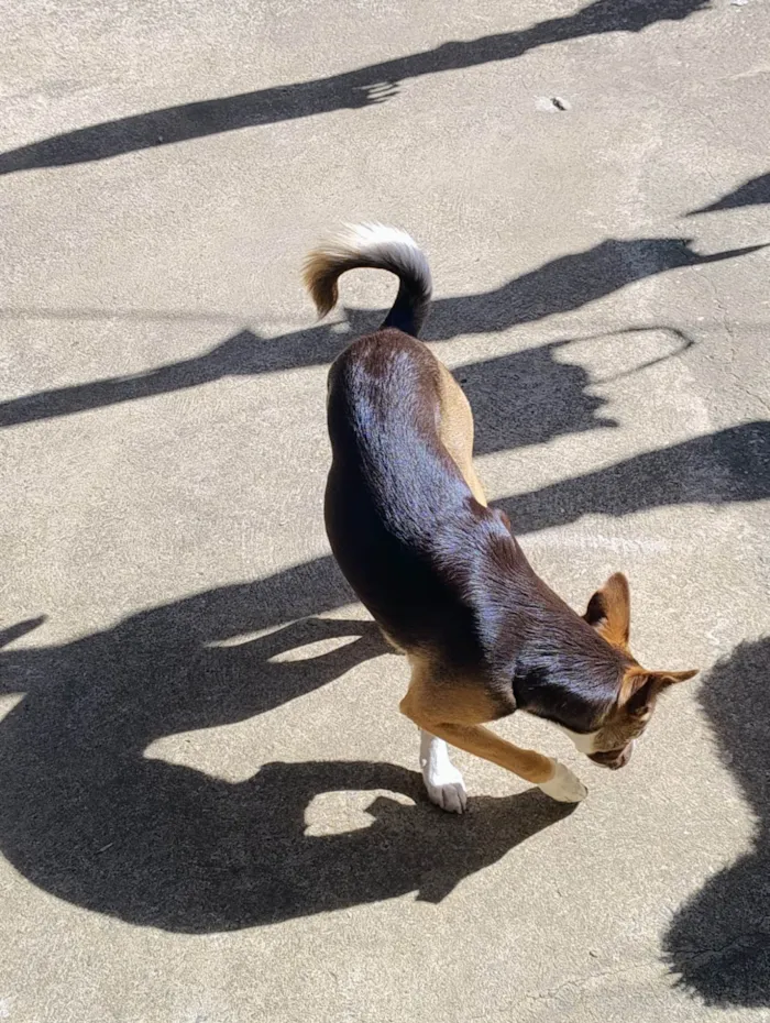 Cachorro ra a SRD-ViraLata idade 2 a 6 meses nome Zuri