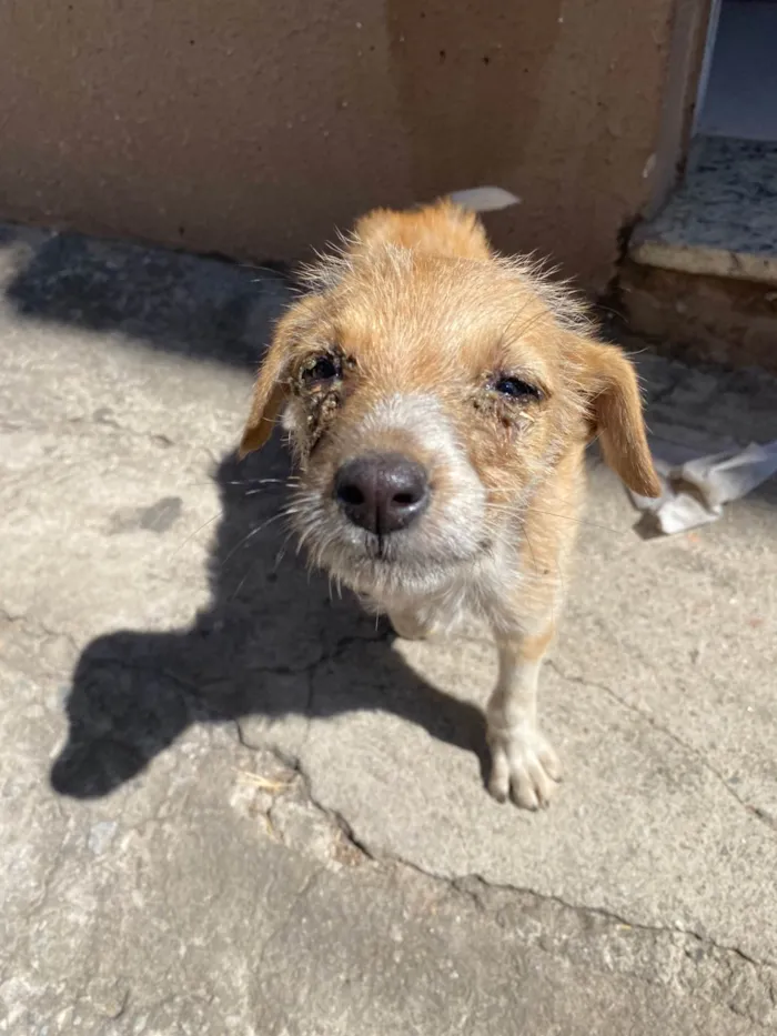 Cachorro ra a SRD-ViraLata idade 2 a 6 meses nome Luciclea da Silva Luiz 