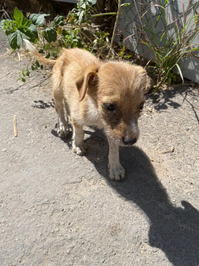 Cachorro ra a SRD-ViraLata idade 2 a 6 meses nome Luciclea da Silva Luiz 