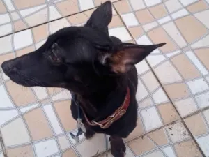 Cachorro raça SRD-ViraLata idade 7 a 11 meses nome Bofur 