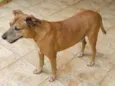 Garimpo 