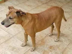 Cachorro raça SRD-ViraLata idade 2 anos nome Garimpo 