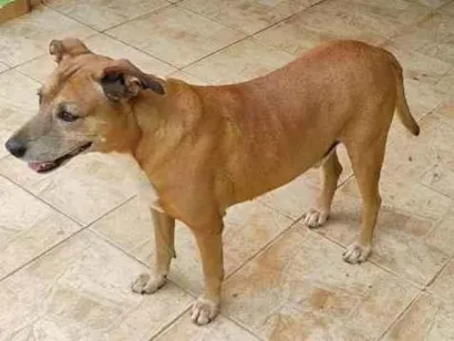 Cachorro raça SRD-ViraLata idade 2 anos nome Garimpo 