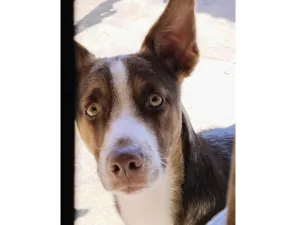 Cachorro raça SRD-ViraLata idade 2 a 6 meses nome Zuri