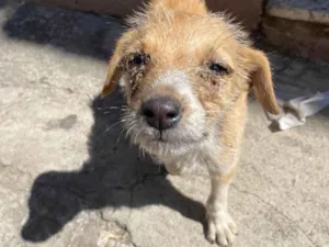 Cachorro raça SRD-ViraLata idade 2 a 6 meses nome Luciclea da Silva Luiz 