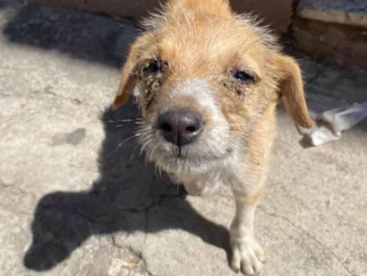 Cachorro raça SRD-ViraLata idade 2 a 6 meses nome Luciclea da Silva Luiz 