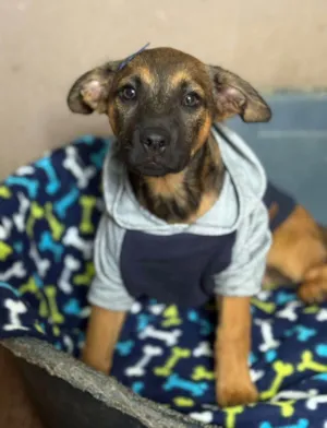 Cachorro raça SRD-ViraLata idade 2 a 6 meses nome Rick