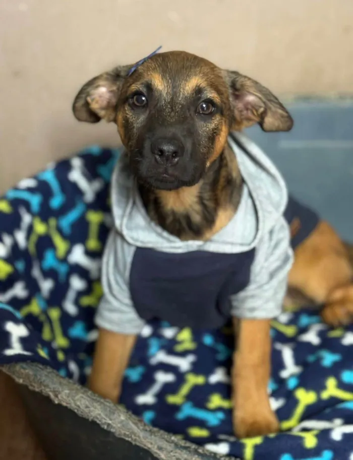 Cachorro ra a SRD-ViraLata idade 2 a 6 meses nome Rick