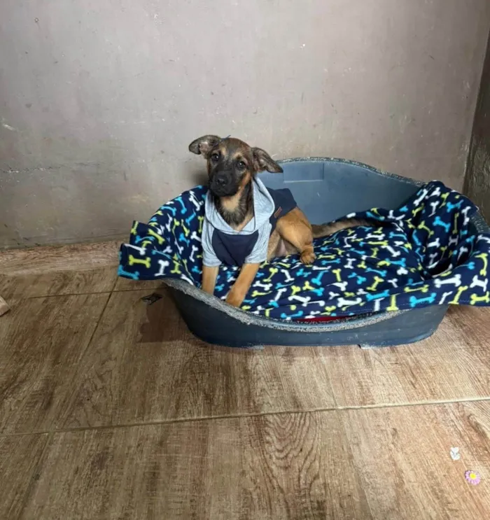 Cachorro ra a SRD-ViraLata idade 2 a 6 meses nome Rick