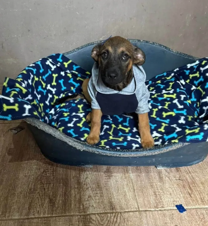 Cachorro ra a SRD-ViraLata idade 2 a 6 meses nome Rick