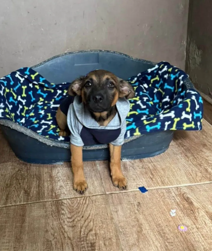 Cachorro ra a SRD-ViraLata idade 2 a 6 meses nome Rick
