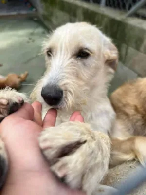 Cachorro raça SRD-ViraLata idade 3 anos nome Eskibon