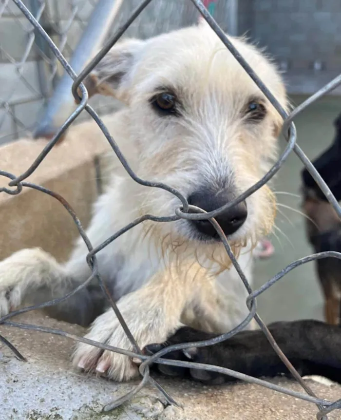 Cachorro ra a SRD-ViraLata idade 3 anos nome Eskibon