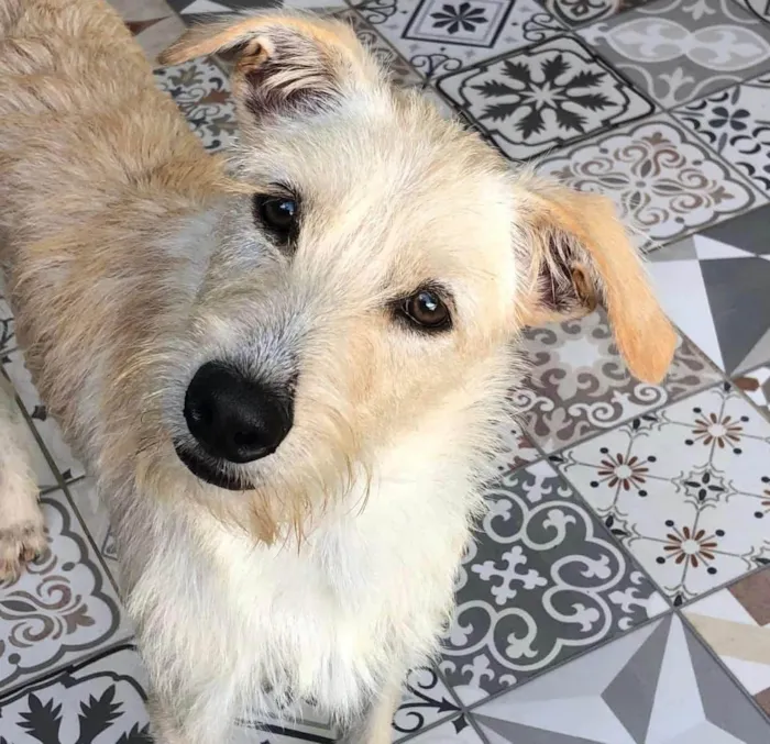 Cachorro ra a SRD-ViraLata idade 3 anos nome Eskibon