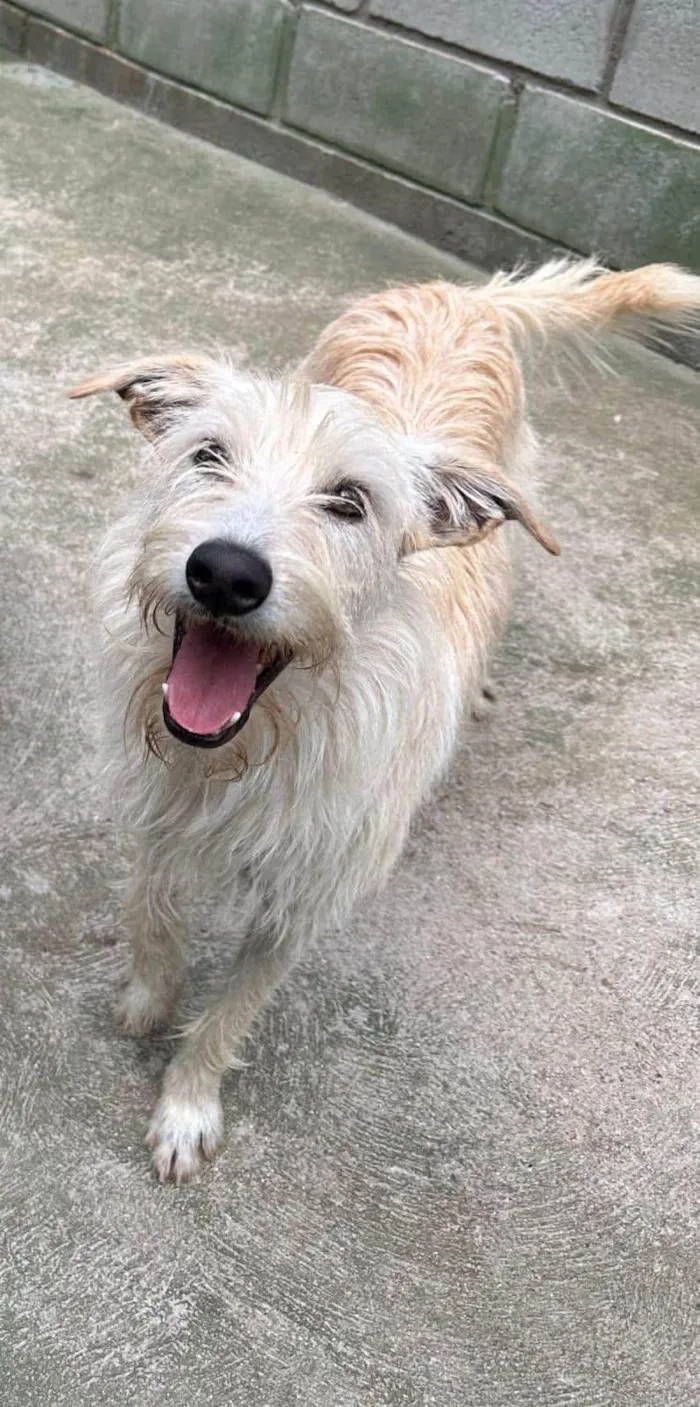 Cachorro ra a SRD-ViraLata idade 3 anos nome Eskibon