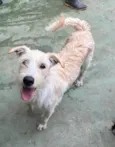Eskibon