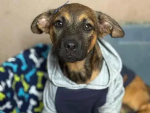 Cachorro raça SRD-ViraLata idade 2 a 6 meses nome Rick
