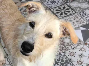 Cachorro raça SRD-ViraLata idade 3 anos nome Eskibon