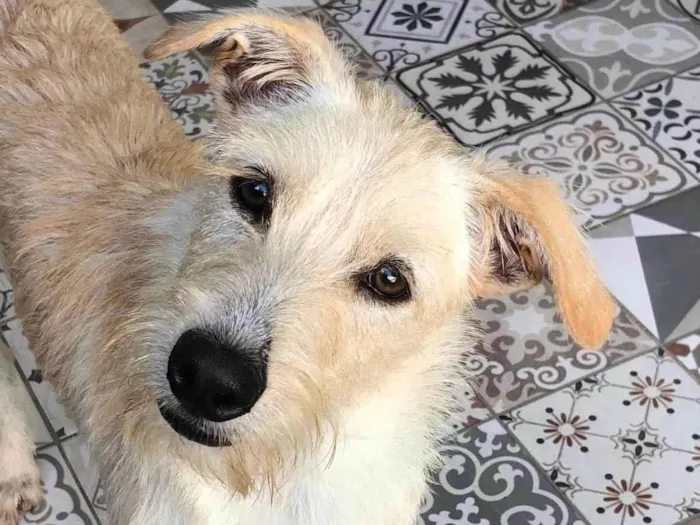 Cachorro ra a SRD-ViraLata idade 3 anos nome Eskibon