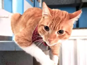 Gato raça SRD-ViraLata idade 1 ano nome Horus