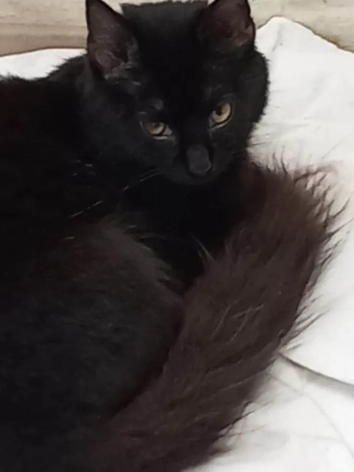 Gato ra a SRD-ViraLata idade 7 a 11 meses nome 3 irmãos pretinhos