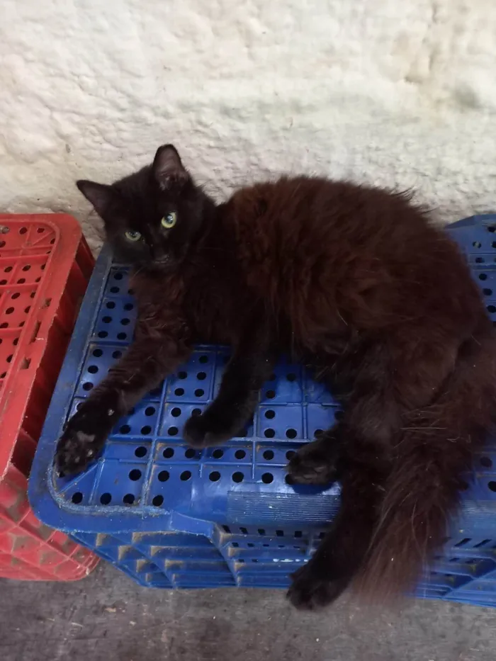 Gato ra a SRD-ViraLata idade 7 a 11 meses nome 3 irmãos pretinhos