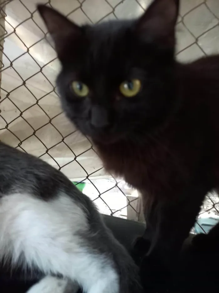 Gato ra a SRD-ViraLata idade 7 a 11 meses nome 3 irmãos pretinhos