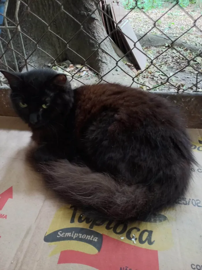 Gato ra a SRD-ViraLata idade 7 a 11 meses nome 3 irmãos pretinhos