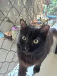 TRÊS LINDOS GATOS PRETOS DE PELO LONGO