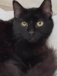 TRÊS LINDOS GATOS PRETOS DE PELO LONGO
