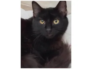 Gato raça SRD-ViraLata idade 7 a 11 meses nome 3 irmãos pretinhos