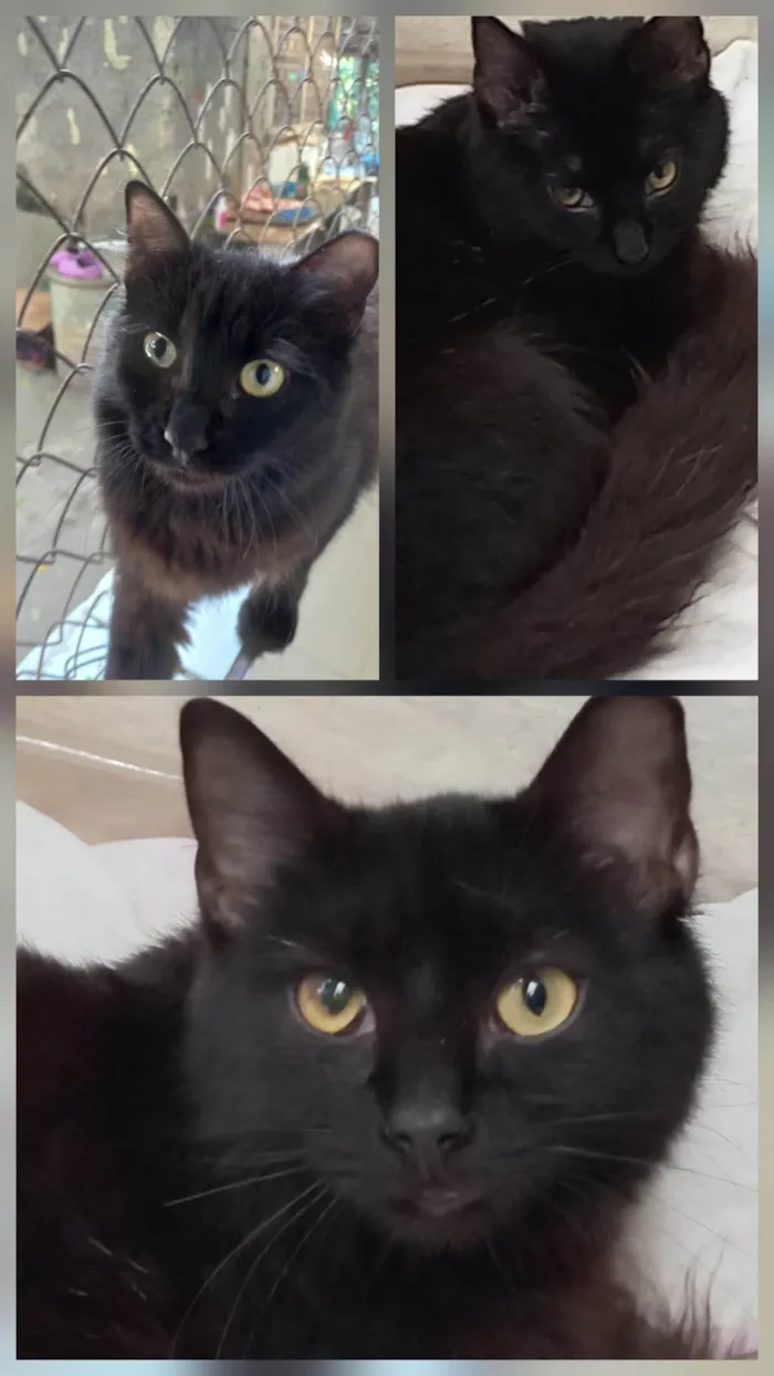 Gato ra a SRD-ViraLata idade 2 a 6 meses nome TRÊS LINDOS GATOS PRETOS DE PELO LONGO