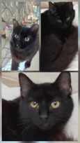 TRÊS LINDOS GATOS PRETOS DE PELO LONGO